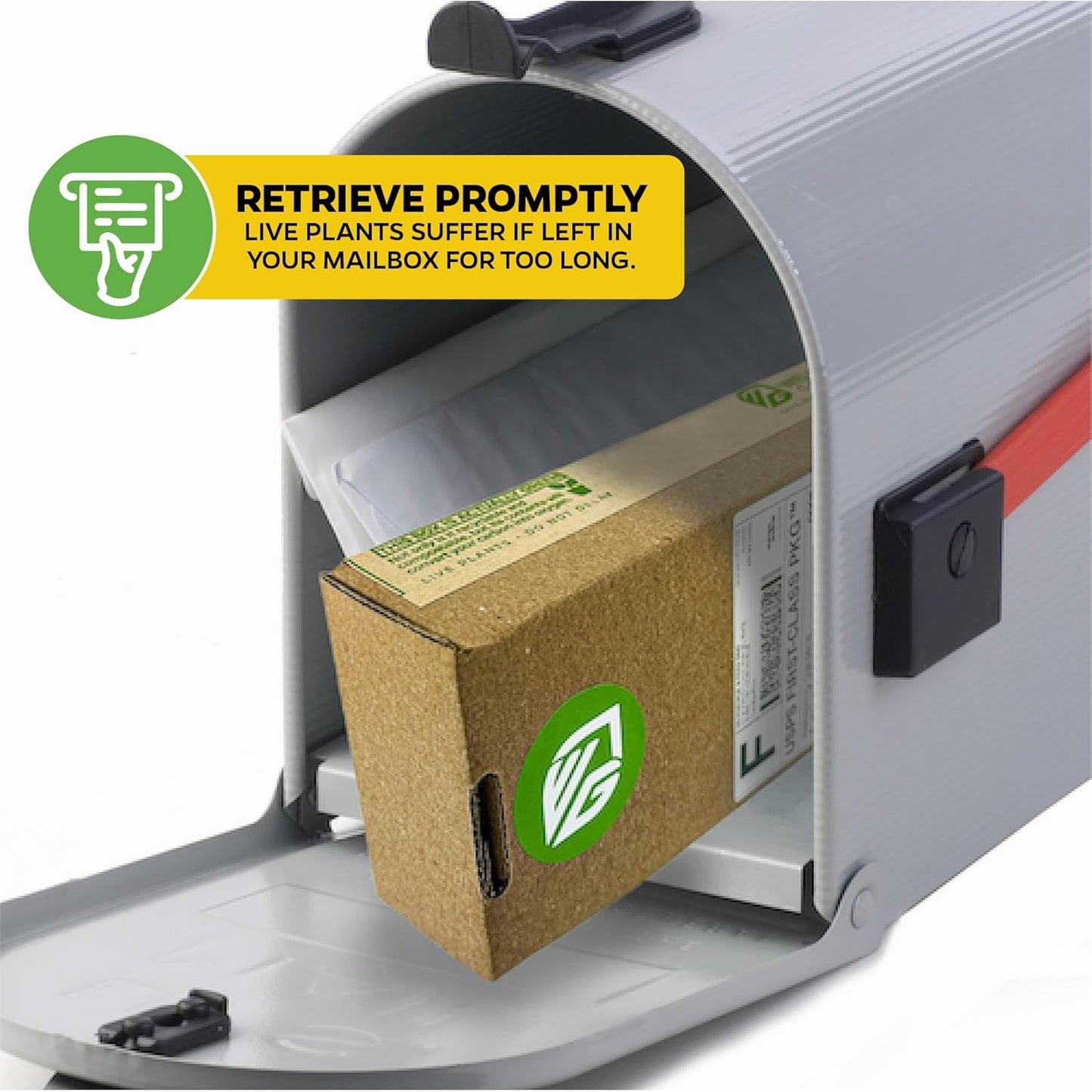 Lattarula Honey Fig (Italian Honey) Live Fig Plant - Ficus carica by Wellspring Gardens - Starter Plant for Your Garden and Patio - Grow Your Own Edible Fruit Tree