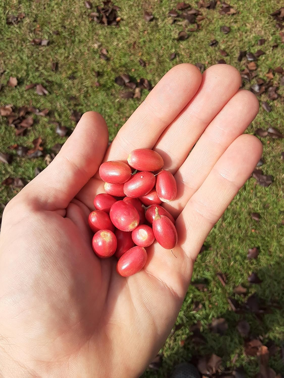 Set of 4 Miracle Berry Plants (Synsepalum dulcificum) - Unique Fruit That Makes Sour Foods Taste Sweet - Live Seedlings for Home or Garden