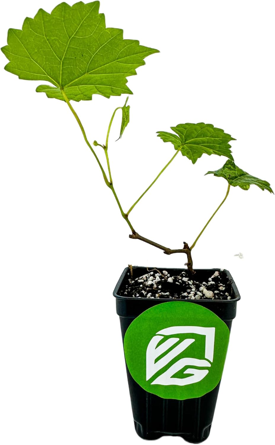 Alachua Muscadine Grape Vine - Vitis rotundifolia - Wellspring Gardens Starter Plant - Live Plant for Outdoor Gardens - Vigorous Grapevine Plants - Ideal for Fruit Gardening in Patio and Garden