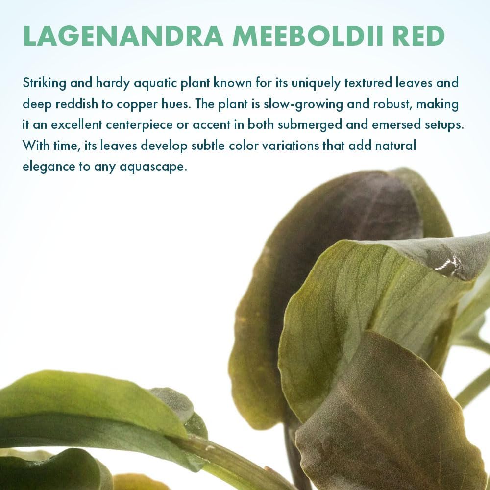 Live Plants - Lagenandra Meeboldii Red (Lagenandra meeboldii) - Moderate to High Light Tank Display, Red to Bronze Accent, Midground Placement, Freshwater Aquatic Plant - Pot