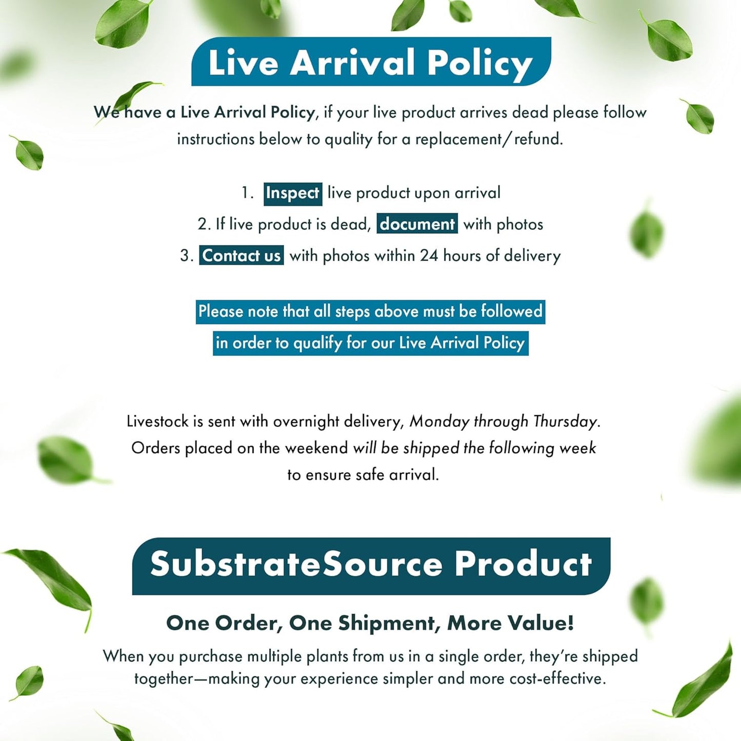 Live Plants - Staurogyne Bihar (Staurogyne sp. Bihar) - Moderate to High Light Aquarium Display, Olive Green Accent, Foreground to Midground Aquascaping - Pot