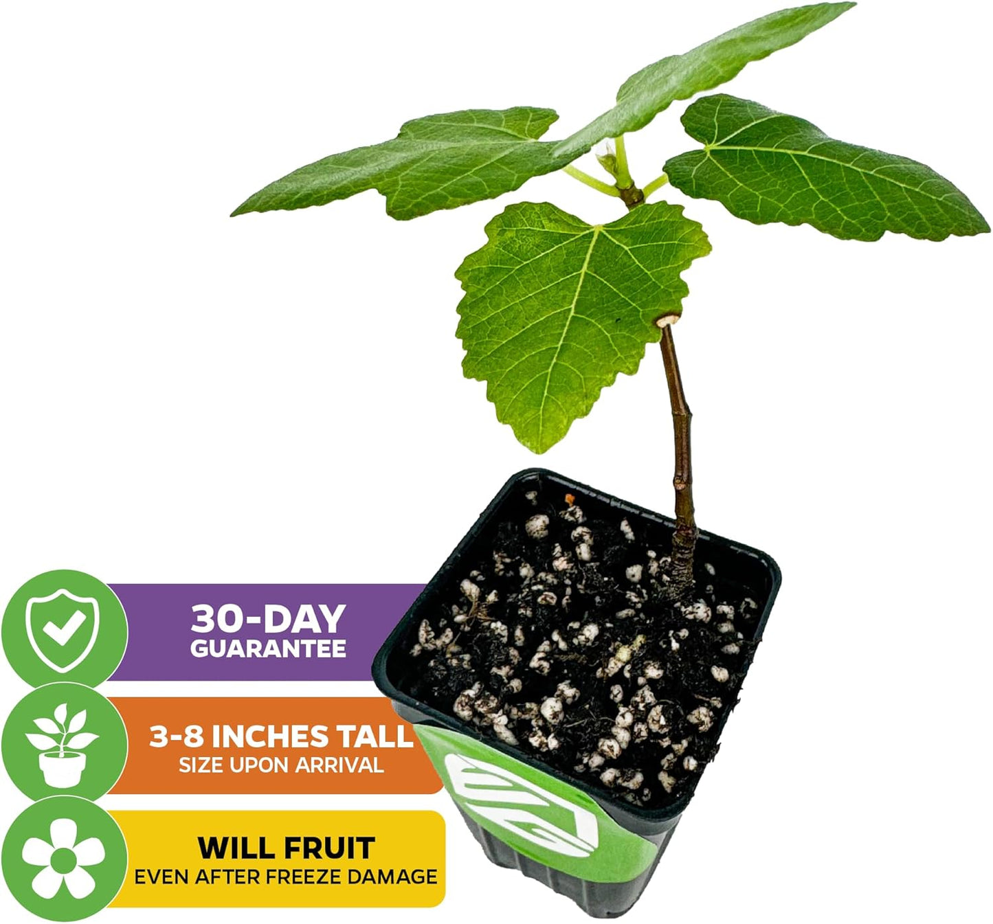 Brown Turkey Fig - Ficus carica by Wellspring Gardens - Sweet Bronze Fruit - Mediterranean Garden - Resilient Fruit Tree - Self-Pollinating Fig Tree - Ornamental Fruit Tree