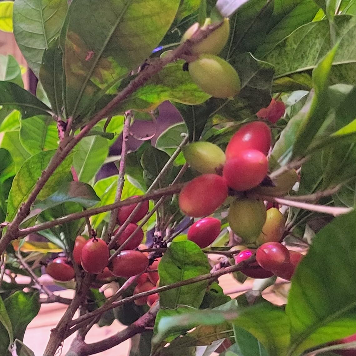 Set of 4 Miracle Berry Plants (Synsepalum dulcificum) - Unique Fruit That Makes Sour Foods Taste Sweet - Live Seedlings for Home or Garden