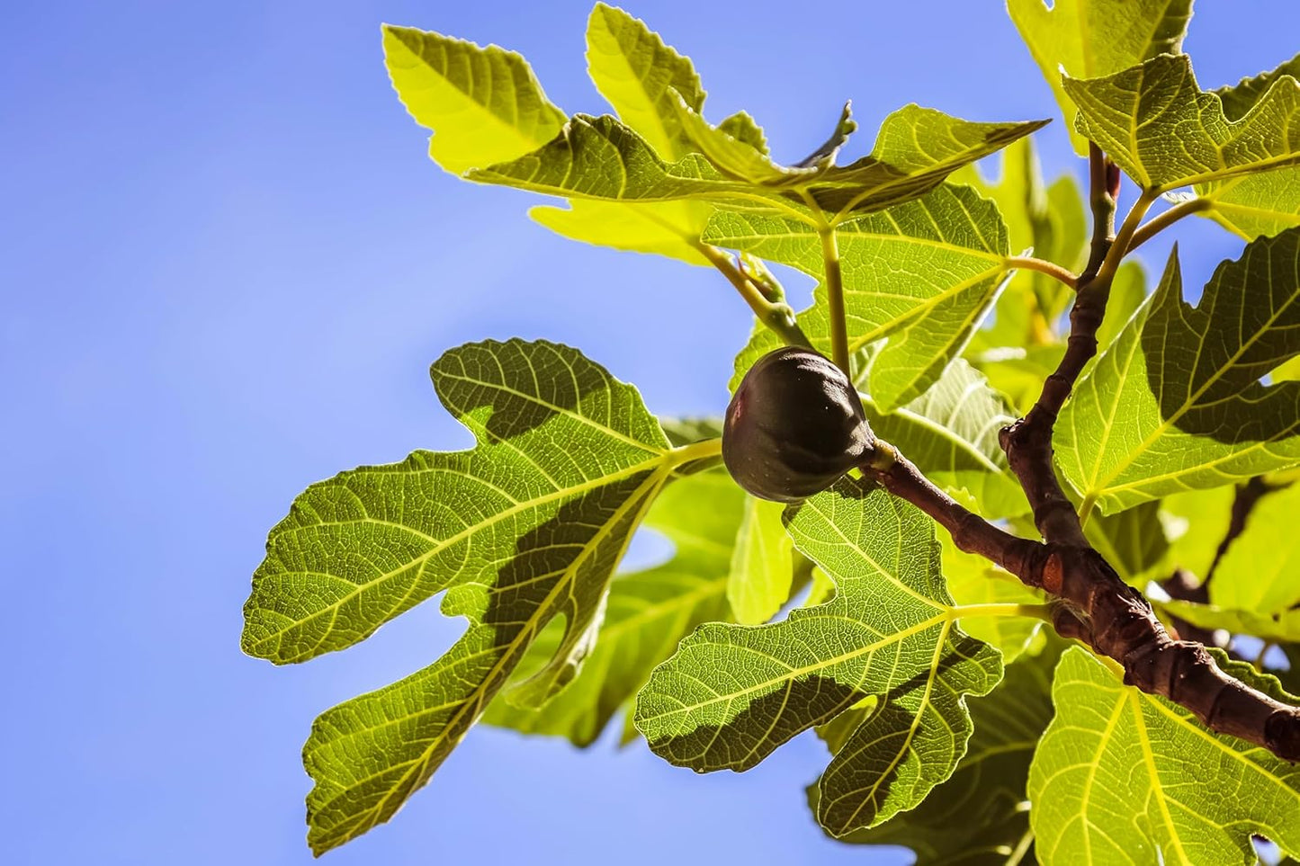 Celeste Fig Tree, Live Plant in 6-Inch Pot, Sweet Fruit Bearing Plant